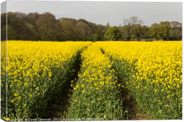 Wirral Rapeseed Beauty  Canvas Print by David Chennell