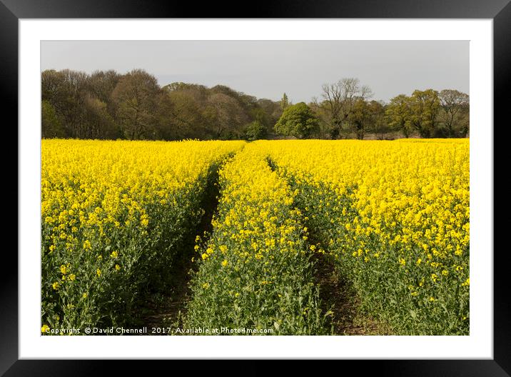 Wirral Rapeseed Beauty  Framed Mounted Print by David Chennell