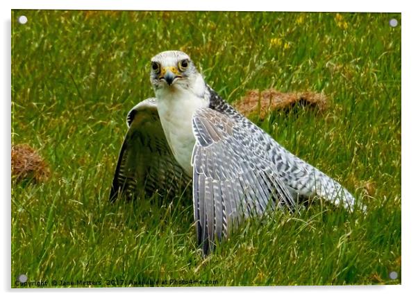 Peregrine Falcon Acrylic by Jane Metters