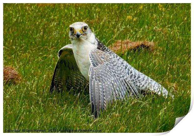 Peregrine Falcon Print by Jane Metters