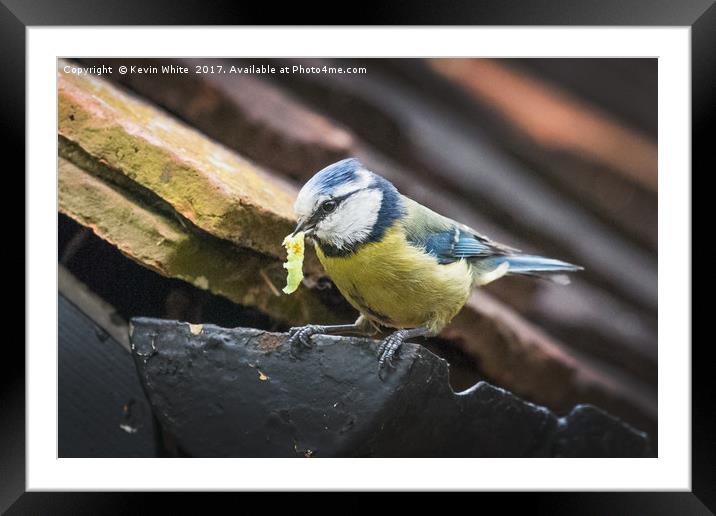 Blue Tit nesting in shed Framed Mounted Print by Kevin White