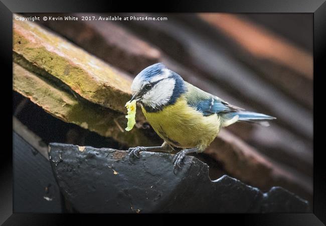 Blue Tit nesting in shed Framed Print by Kevin White