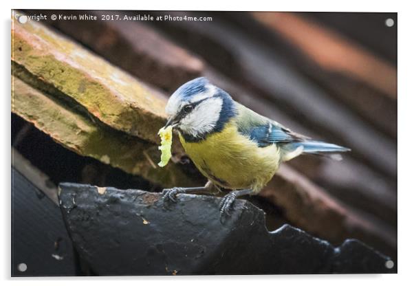 Blue Tit nesting in shed Acrylic by Kevin White
