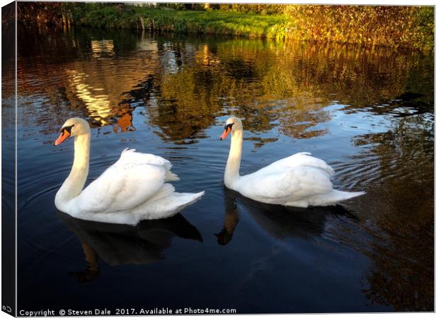Two swans a swimming Canvas Print by Steven Dale