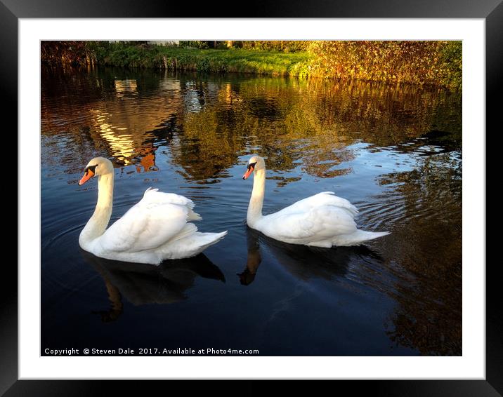 Two swans a swimming Framed Mounted Print by Steven Dale