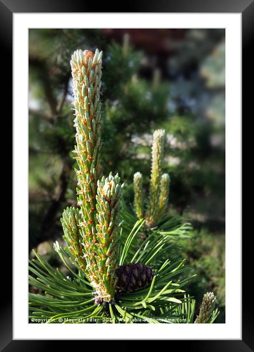 New pine buds Framed Mounted Print by Marinela Feier