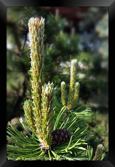New pine buds Framed Print by Marinela Feier