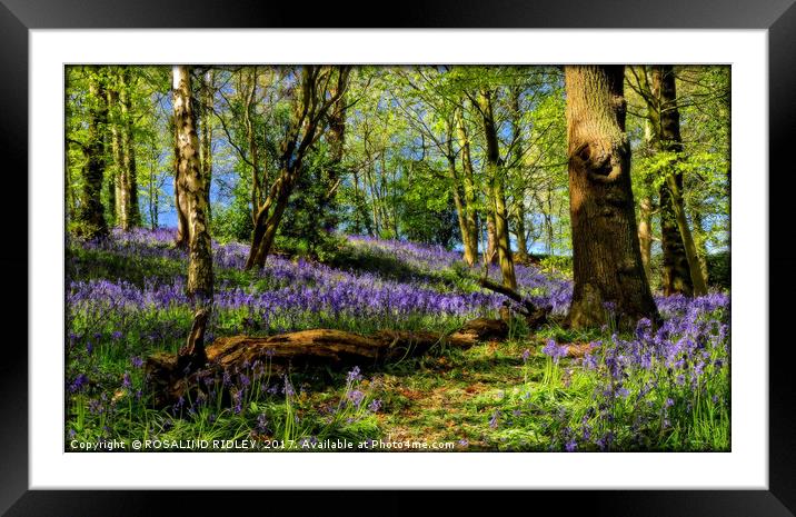 "Durham Bluebell wood" Framed Mounted Print by ROS RIDLEY