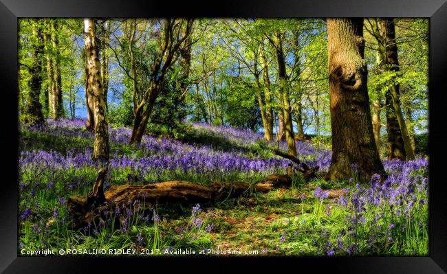 "Durham Bluebell wood" Framed Print by ROS RIDLEY