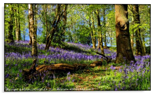 "Durham Bluebell wood" Acrylic by ROS RIDLEY