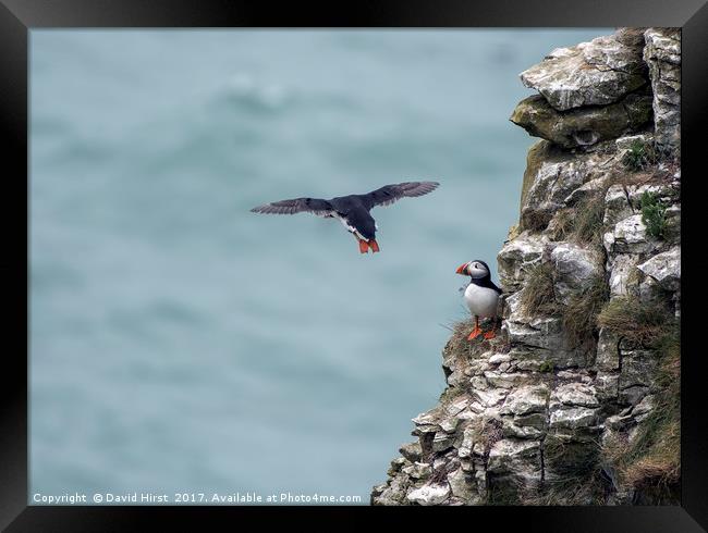 Flight of the Puffin Framed Print by David Hirst