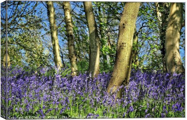 "Bluebells amonst the trees" Canvas Print by ROS RIDLEY
