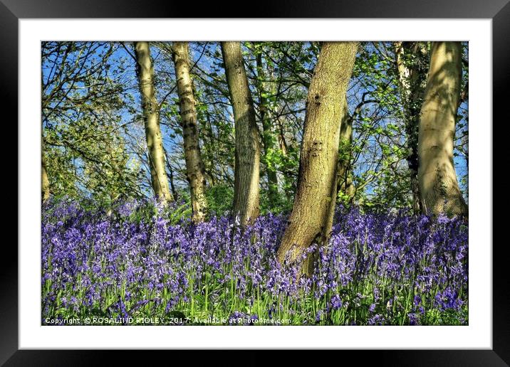 "Bluebells amonst the trees" Framed Mounted Print by ROS RIDLEY