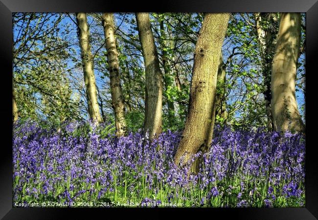 "Bluebells amonst the trees" Framed Print by ROS RIDLEY