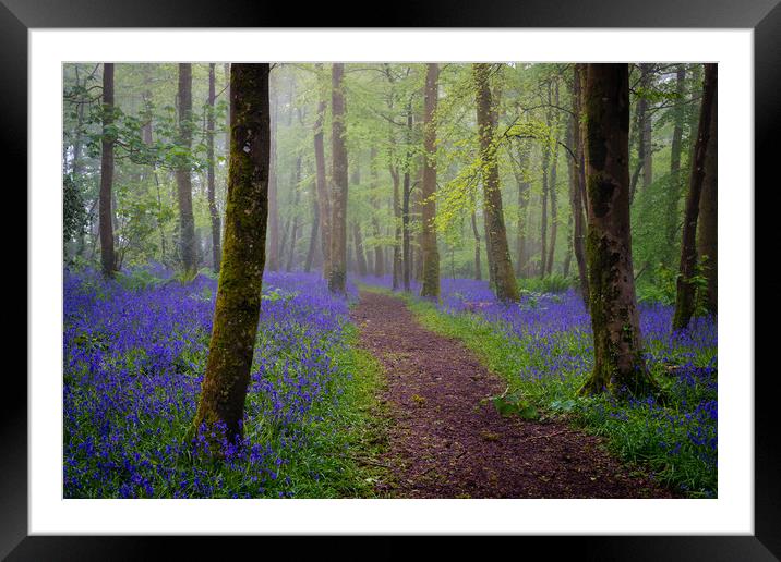Bluebells magic Framed Mounted Print by Michael Brookes