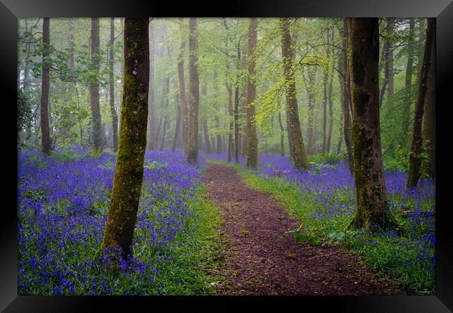 Bluebells magic Framed Print by Michael Brookes