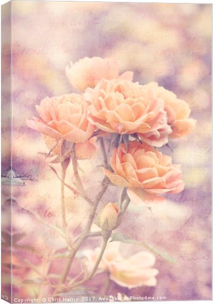 Rosa Sweet Dream (AGM) Vintage Canvas Print by Chris Harris