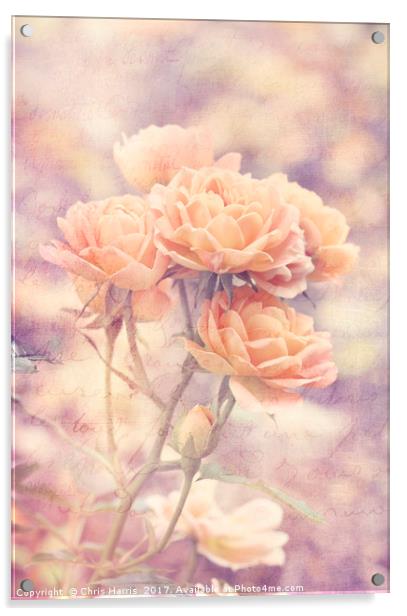 Rosa Sweet Dream (AGM) Vintage Acrylic by Chris Harris