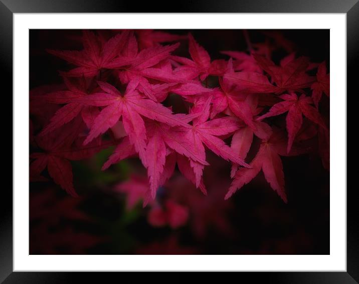 Japanese Maple   Framed Mounted Print by Victor Burnside