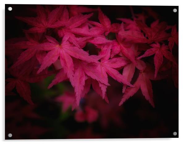 Japanese Maple   Acrylic by Victor Burnside