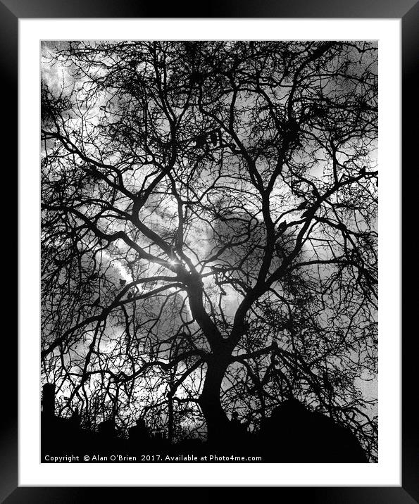 Tree silhouette with dramatic sky backdrop. Framed Mounted Print by Alan O'Brien