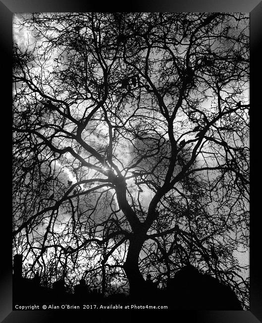 Tree silhouette with dramatic sky backdrop. Framed Print by Alan O'Brien