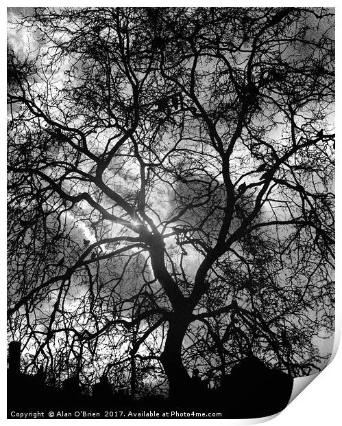 Tree silhouette with dramatic sky backdrop. Print by Alan O'Brien