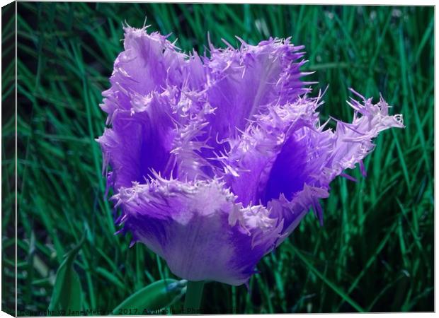 Purple Fringed Tulip Canvas Print by Jane Metters
