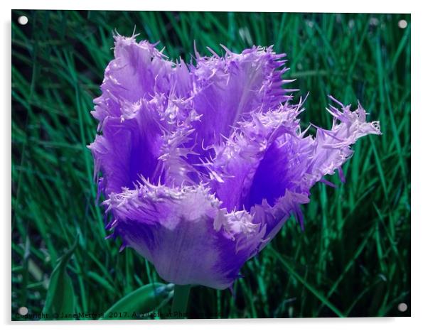 Purple Fringed Tulip Acrylic by Jane Metters