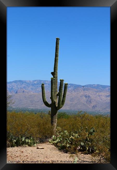 A Giant Saguaro Cactus  Framed Print by Christiane Schulze