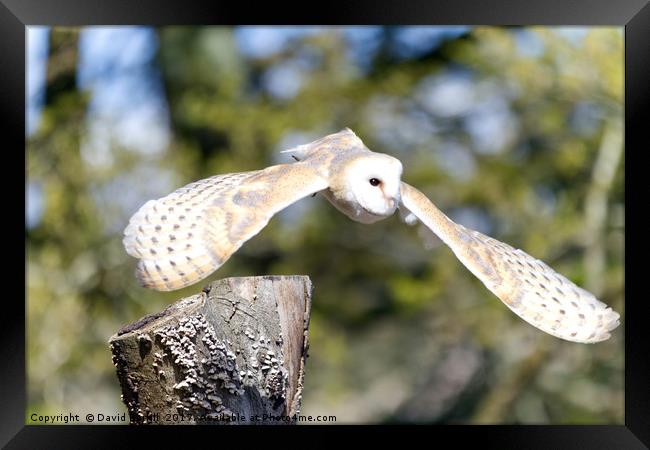 Barn Owl (Tyto alba) Framed Print by David Borrill