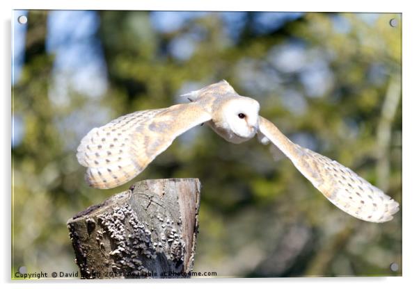 Barn Owl (Tyto alba) Acrylic by David Borrill