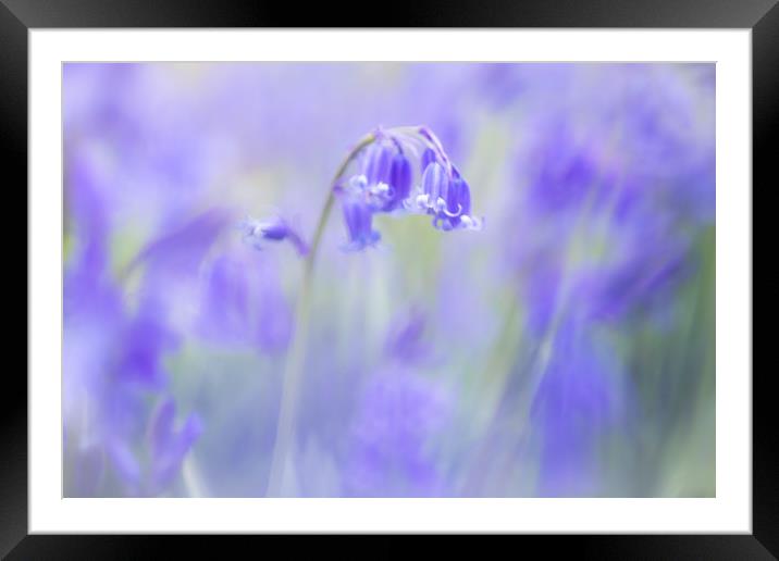 Bluebells Framed Mounted Print by Philip Male