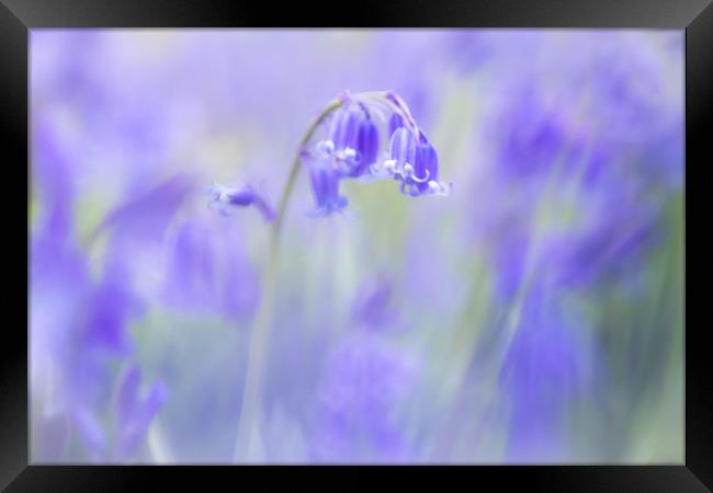 Bluebells Framed Print by Philip Male