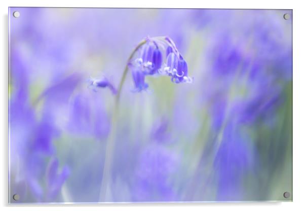 Bluebells Acrylic by Philip Male