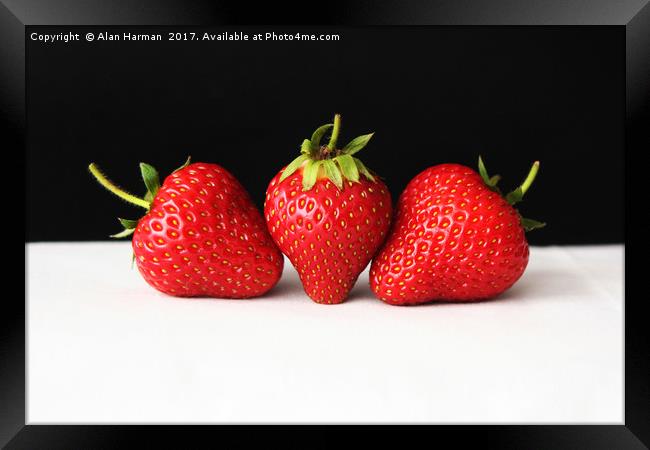 Strawberries On Black Over White Framed Print by Alan Harman