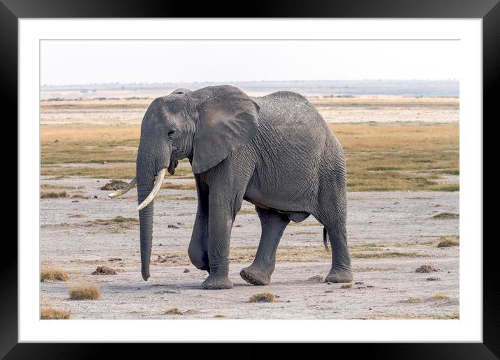 bull elephant Framed Mounted Print by Kelvin Rumsby