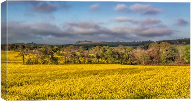 Fields Of Gold Canvas Print by Angela H