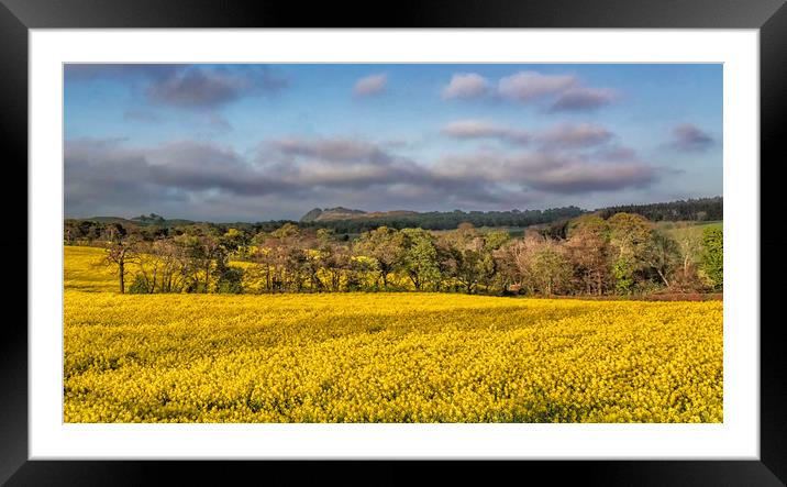 Fields Of Gold Framed Mounted Print by Angela H