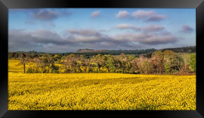 Fields Of Gold Framed Print by Angela H