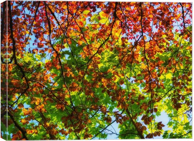 Copper Beech.     Canvas Print by Victor Burnside