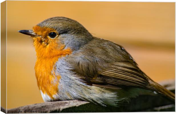 Picture of robin Red Breast Canvas Print by Robert Gipson