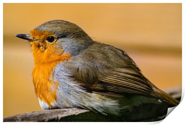 Picture of robin Red Breast Print by Robert Gipson