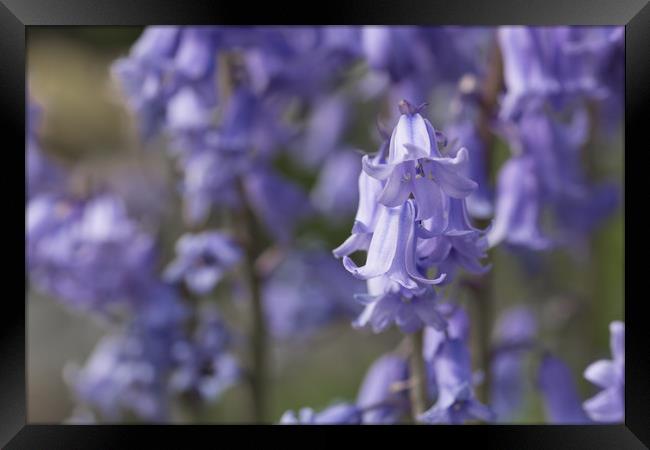 The Bluebell Patch Framed Print by Steve Purnell