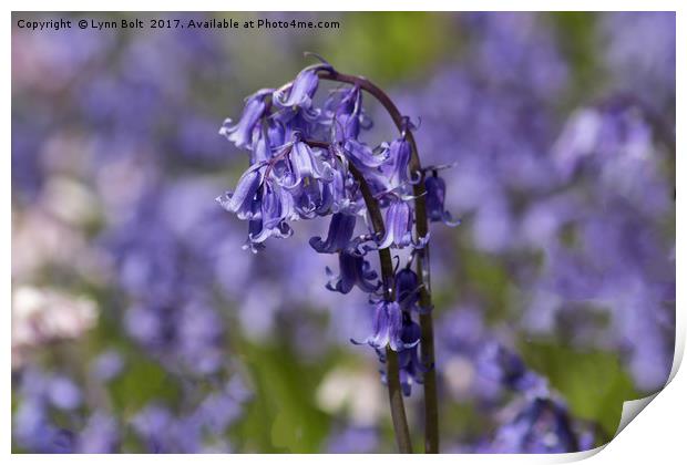 Bluebells Print by Lynn Bolt