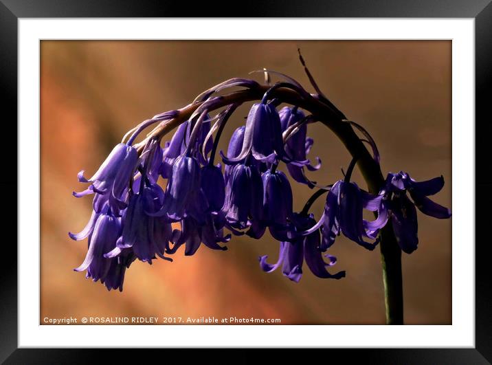 " Arch of Bluebells" Framed Mounted Print by ROS RIDLEY