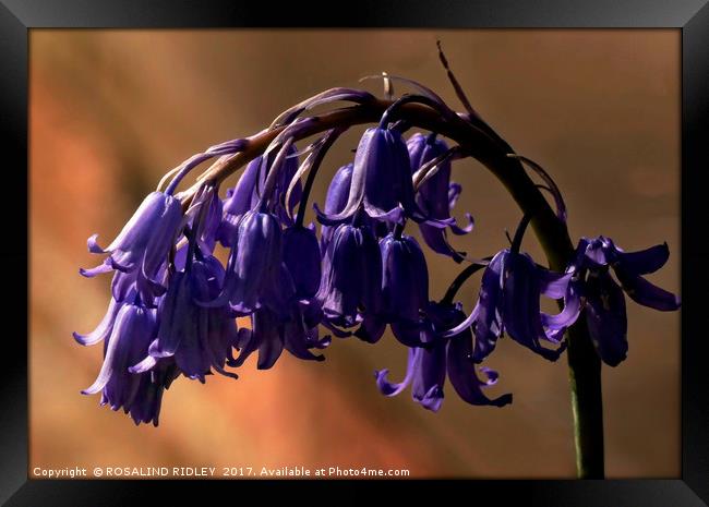 " Arch of Bluebells" Framed Print by ROS RIDLEY