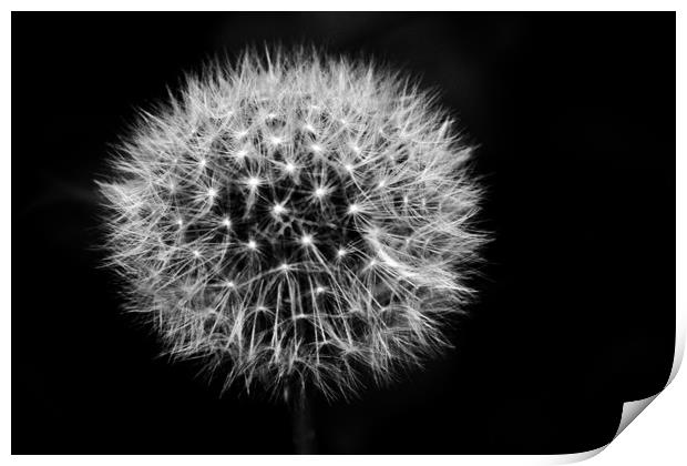 Dandelion Clock Print by Chris Watson