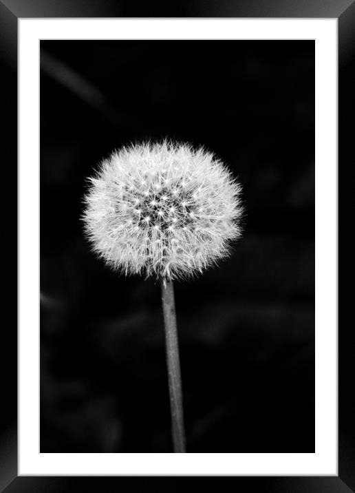 Dandelion Clock Framed Mounted Print by Chris Watson