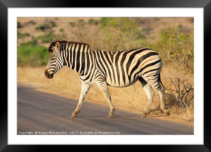 Zebra crossing Framed Mounted Print by Angus McComiskey